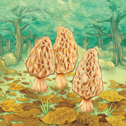 Ǿ(Morels)