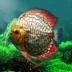 热带鱼水族馆游戏(discus) v1.0