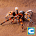 终极蜘蛛模拟器(Ultimate Spider Simulator) v1.2