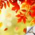 秋园寻物中文版 v1.1.65