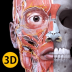 解剖学3D图谱 v3.1.1