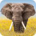 Wildlife Weather v5.3.9