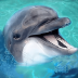 海洋动物模拟器 v1.6
