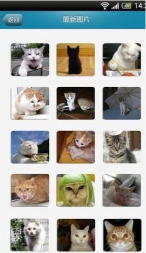 猫咪有约app