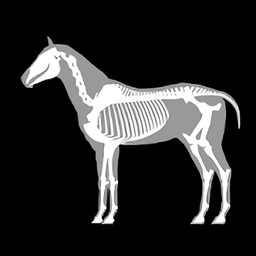 3DRƥ(3D Horse Anatomy Software)