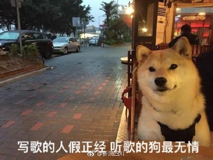 柴犬单身狗表情包