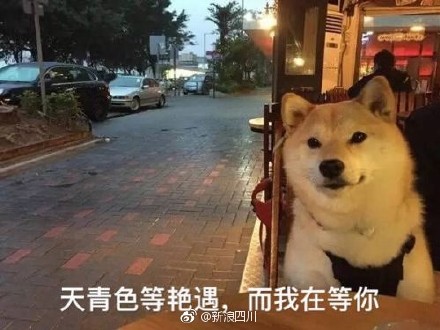 柴犬单身狗表情包
