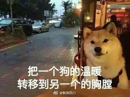 柴犬单身狗表情包