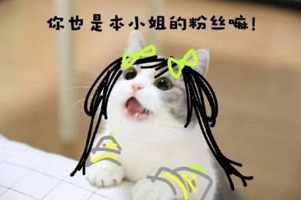 王者荣耀猫咪表情包