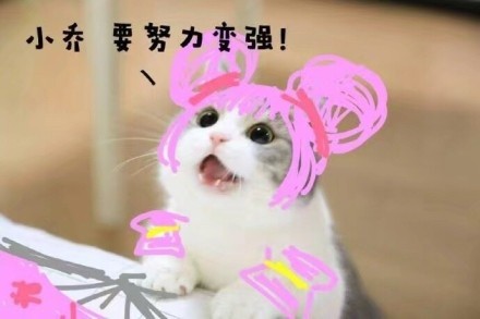 王者荣耀猫咪表情包