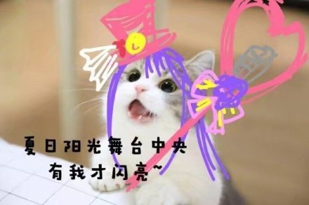 王者荣耀猫咪表情包