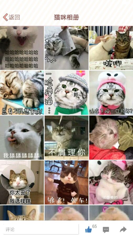 萌猫表情包 萌猫表情包