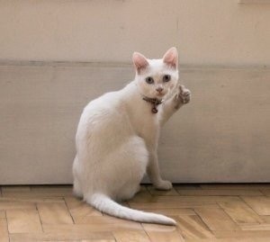 “小猫点赞表情包” “小猫点赞表情包”/