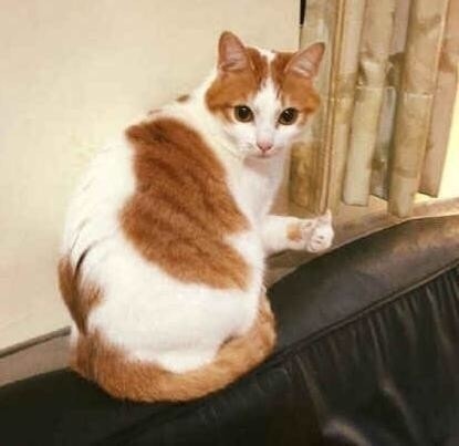 “小猫点赞表情包” “小猫点赞表情包”/
