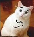 “小猫点赞表情包” “小猫点赞表情包”/