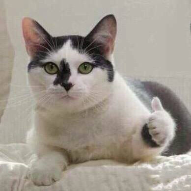 “小猫点赞表情包” “小猫点赞表情包”/