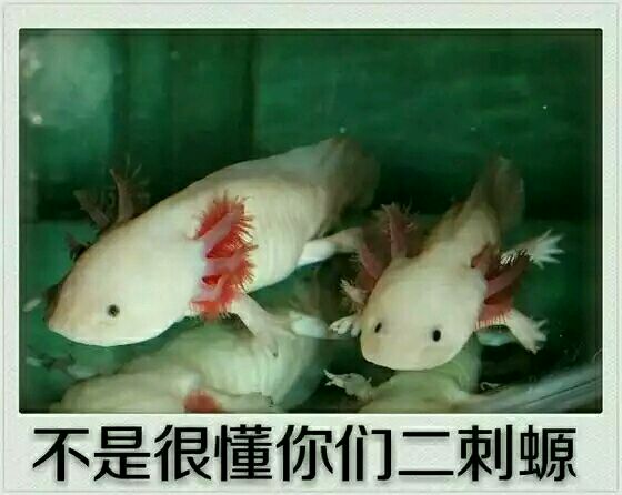 不是很懂你们二次元表情包 不是很懂你们二次元表情包