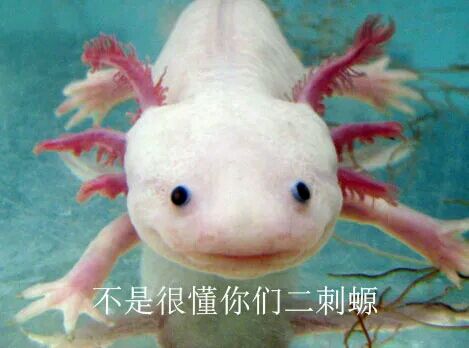 不是很懂你们二次元表情包 不是很懂你们二次元表情包