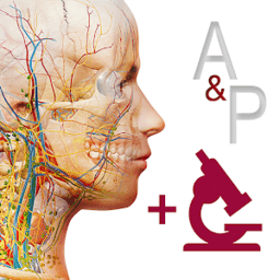 anatomy and physiologyİ