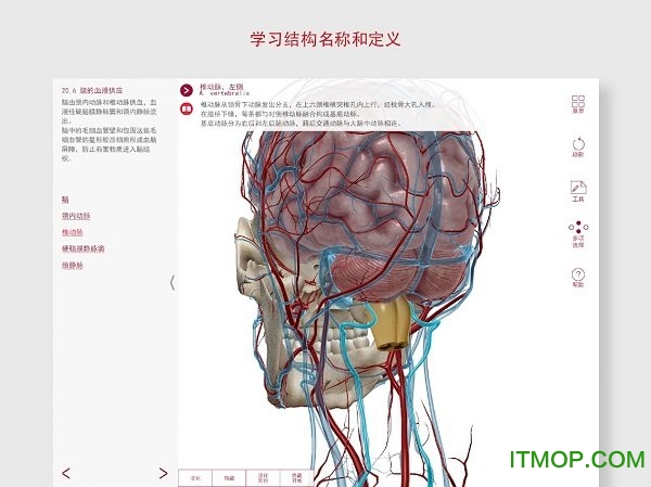 anatomy and physiologyİ v6.2.00 ׿ 1