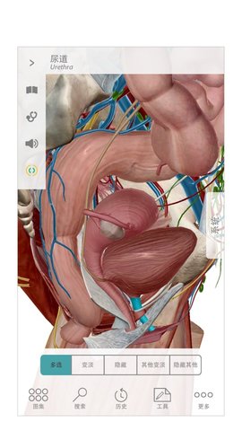 Human Anatomy Atlas 2020 v2020.0.73 ׿ 4