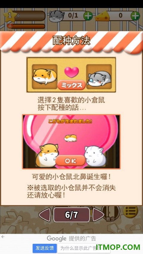 仓鼠的日常国际服