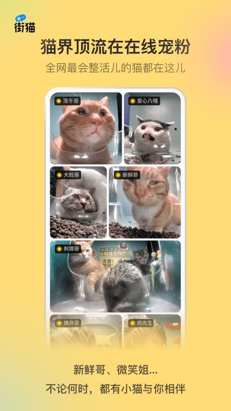 街猫手机版v4.3.5 2
