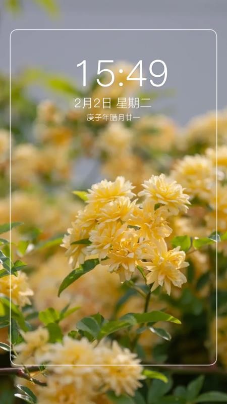 最美主题免费版v1.5 2