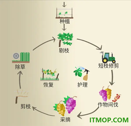 酿造物语游戏
