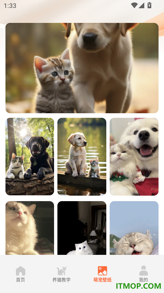 名羊四海猫猫官方版
