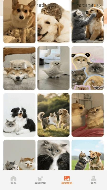 名羊四海猫猫官方版v1.8 2