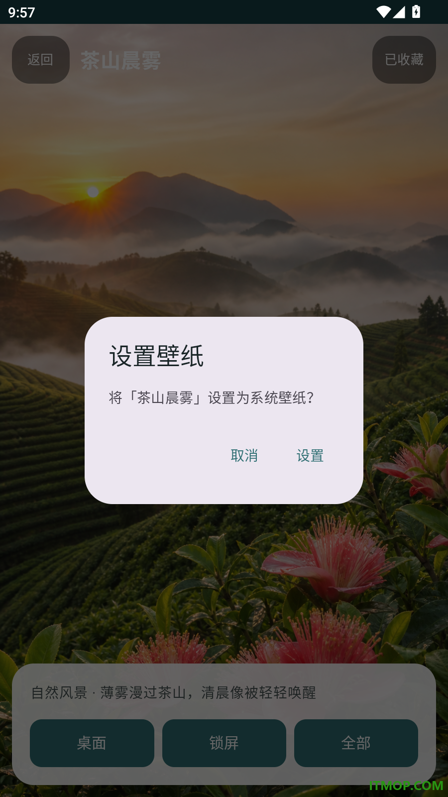 清茶红柚官方版