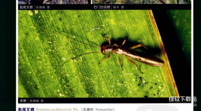 中国昆虫生态大图鉴与观赏动物饲养工培训考试教程：5本动物饲养电子书（PDF版）下载  2