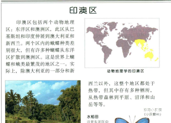 蝴蝶与化石彩色图鉴大全：500多种全球物种高清PDF合集（5本电子书）下载  3