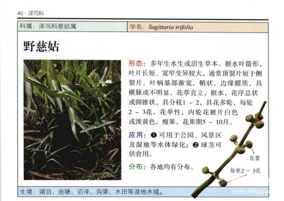 湿地植物图鉴大全：365种水生/湿生/沼生植物彩色图谱（5本PDF电子书）