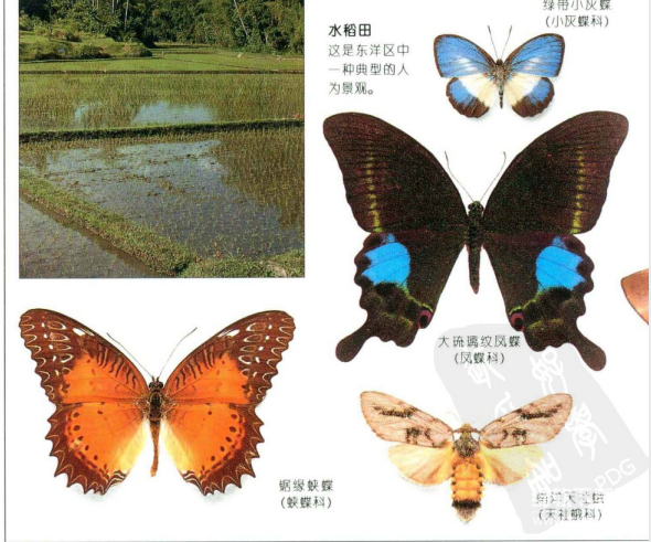 蝴蝶与化石彩色图鉴大全：500多种全球物种高清PDF合集（5本电子书）下载  4