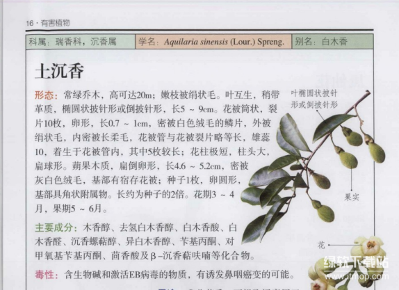 有害植物识别指南+植物知道生命的答案：200种彩色图鉴与植物科学合集（5本PDF）下载  3