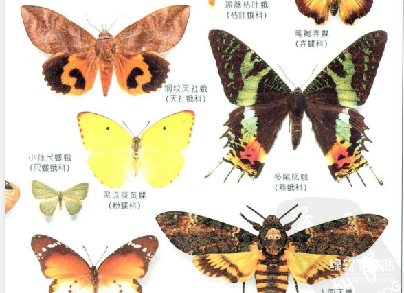 蝴蝶与化石彩色图鉴大全：500多种全球物种高清PDF合集（5本电子书）下载  2
