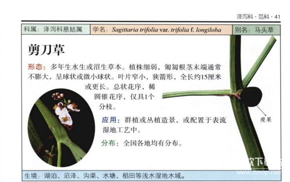 湿地植物图鉴大全：365种水生/湿生/沼生植物彩色图谱（5本PDF电子书）下载  3