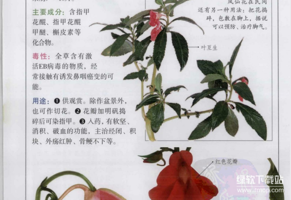 有害植物识别指南+植物知道生命的答案：200种彩色图鉴与植物科学合集（5本PDF）下载  2
