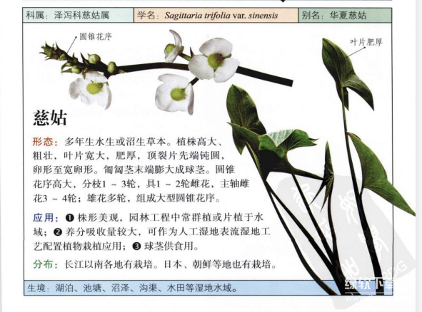 湿地植物图鉴大全：365种水生/湿生/沼生植物彩色图谱（5本PDF电子书）下载  2