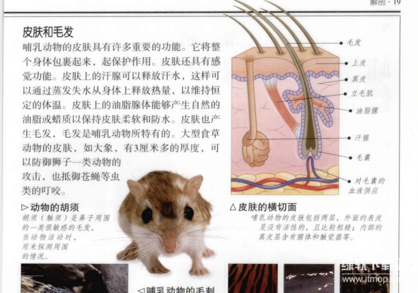 哺乳动物图鉴与恐龙大百科：450+物种彩色图谱PDF合集（5册珍藏版）