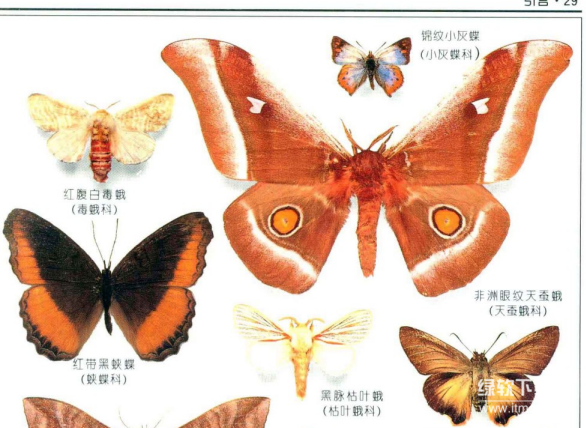 蝴蝶与化石彩色图鉴大全：500多种全球物种高清PDF合集（5本电子书）