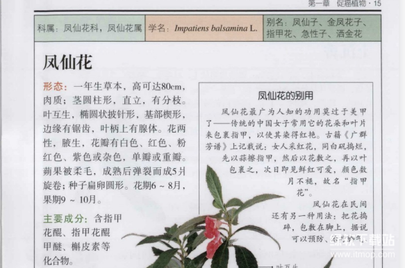 有害植物识别指南+植物知道生命的答案：200种彩色图鉴与植物科学合集（5本PDF）
